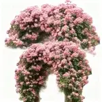 ロサ・マルチフローラ 種子ミックス, 色とりどり, 1000粒