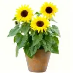 Semillas de Girasol 150 Semillas + Bolsa Pequeña de Abono