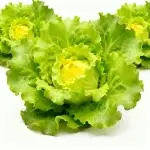 Italienischer schossfester Kopfsalat Samen 5g (ca. 4000 Samen) (schnellwachsend)