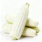 Etwa 50 Samen von süßem, weißem Wachsmais