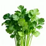 Four Seasons Großblättrige Koriandersamen, 10g (ca. 1000 Samen)