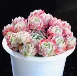 Crimson Blush Berry, crown diameter approx. 12cm, succulent plant (without pot) - 图片 2