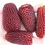Strawberry Mini Sweet Corn Seeds (approx. 35 seeds) (For both ornamental and edible use)
