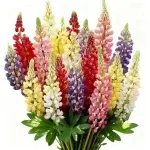 95 Lupinen-Samen + Kleindünger