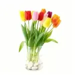 Cinco bulbos de tulipán + solución nutritiva