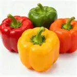 Etwa 80 Samen von bunten Paprikaschoten (Schärfegrad 0)