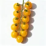 Etwa 200 Samen von gelben Kirschtomaten