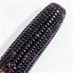 Etwa 50 Samen von schwarzem klebrigem Zuckermais