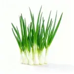 Schnittlauchsamen, etwa 5 Gramm (ca. 1000 Samen)