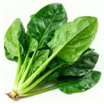 Semillas de espinaca de hoja grande Four Seasons 10g (aprox. 1000 semillas)