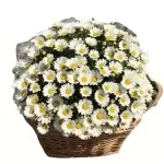 ホワイトデージーの種500粒＋肥料小パック