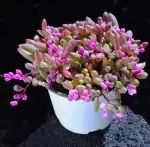 Rainbow Purple Mystic Moon, crown diameter approx. 12cm, succulent plant (pot not included) - Imagen 2