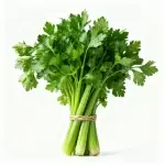 Four Seasons Parsley Seeds 5g (approx. 4000 seeds) (Pre-sprout before sowing)