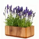 200 Semillas de Lavanda + Bolsa Pequeña de Abono