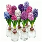 Bulbos de Jacinto para Plantar: Un bulbo de cada uno de los seis colores