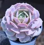 Luna Lily Single Head, Crown Diameter Approx. 10cm, Succulent Plant (Pot Not Included) - 图片 2