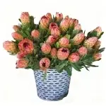 Vier Samen der Königin's Blume