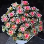 Star Prince Jin, crown diameter approx. 12cm, succulent plant (without pot) - 画像2