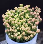 Xiaomi Star, crown width approx. 10cm, succulent plant (without pot) - Imagen 2