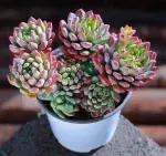 Blue Apple, 7-8 heads, crown diameter approx. 12cm, succulent plant (without pot) - Imagen 2