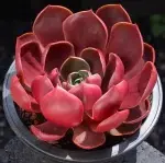 Red light, crown width approx. 10cm, succulent plant (without pot) - 图片 2
