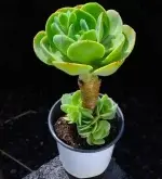 Old stem of a peach tree, approximately 12 cm tall, succulent plant (without pot) - Imagen 2