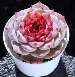 Velvet (single-headed) crown width approx. 7cm, succulent plant (without pot) - 画像2