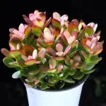 Variegated Jade Plant, crown diameter approximately 12cm, succulent plant (pot not included) - Imagen 2