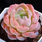 Ice Soul, crown width approx. 4cm, succulent plant (without pot) - Bild 2