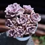 Purple Joy. Crown diameter approx. 12cm, succulent plant (without pot). - Imagen 2