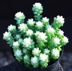 Jade Pendant Brocade, Crown Width Approx. 11cm Succulent Plant (Without Pot) - Bild 2