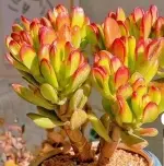 Old-Stem Lucky Cat Succulent Plant (Pot Not Included) - 图片 2