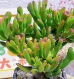 Old-Stem Money Tree Cluster of Succulent Plants (Pot Not Included) - 画像2