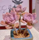 Three-Headed Purple Joy 10cm Succulent Plant (Pot Not Included) - Bild 2