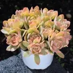 Large-leaved Silk Veil, crown width approx. 12cm, succulent plant (without pot) - Bild 2
