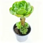 Tallo viejo de un melocotonero, de unos 12 cm de altura, planta suculenta (sin maceta)