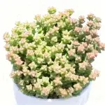 Xiaomi Star, anchura de la copa aprox. 10 cm, planta suculenta (sin maceta)