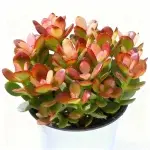 Planta de jade variegado, diámetro de la copa de aproximadamente 12 cm, planta suculenta (maceta no incluida)