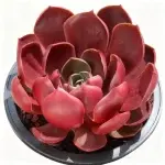 Luz roja, anchura de copa aprox. 10 cm, planta suculenta (sin maceta)