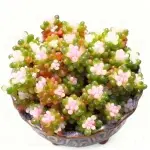 カラフルベリーの多肉植物。樹冠の広がりは約10cmです。