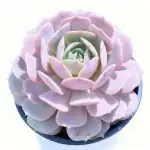 Luna Lily Single Head, Crown Diameter Approx. 10cm, Succulent Plant (Pot Not Included)