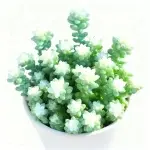 Jade-Anhänger Brokat, Kronenbreite ca. 11cm Sukkulentenpflanze (ohne Topf)