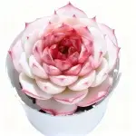 Velvet (einköpfig) Kronenbreite ca. 7cm, sukkulente Pflanze (ohne Topf)