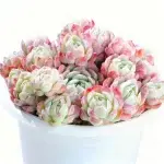 Crimson Blush Berry, crown diameter approx. 12cm, succulent plant (without pot)