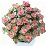 Star Prince Jin, crown diameter approx. 12cm, succulent plant (without pot)