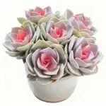 Red Heart Lotus 5-6-köpfige sukkulente Pflanze (ohne Topf)