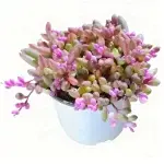 Rainbow Purple Mystic Moon, diámetro de la copa aprox. 12 cm, planta suculenta (maceta no incluida)