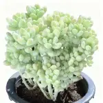 Angel's Tears multi-headed, crown diameter approx. 11cm, succulent plant (without pot)