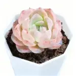 Ice Soul, anchura de copa aprox. 4 cm, planta suculenta (sin maceta)