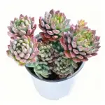 Manzana azul, 7-8 cabezas, diámetro de la copa aprox. 12cm, planta suculenta (sin maceta)